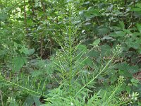 Cardamine impatiens 6, Springzaadveldkers, Saxifraga-Rutger Barendse