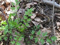 Cardamine impatiens 7, Springzaadveldkers, Saxifraga-Rutger Barendse