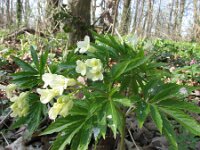 Cardamine kitaibelii