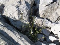 Cardamine maritima