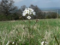 Cardamine matthioli