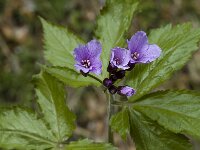 Cardamine pentaphyllos