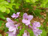 Cardamine pentaphyllos 10, Saxifraga-Rutger Barendse