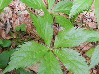 Cardamine pentaphyllos 11, Saxifraga-Rutger Barendse