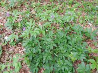 Cardamine pentaphyllos 12, Saxifraga-Rutger Barendse