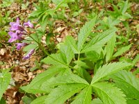 Cardamine pentaphyllos 13, Saxifraga-Rutger Barendse
