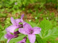 Cardamine pentaphyllos 14, Saxifraga-Rutger Barendse