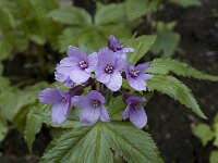 Cardamine pentaphyllos 2, Saxifraga-Jan van der Straaten