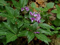 Cardamine pentaphyllos 3, Saxifraga-Willem van Kruijsbergen