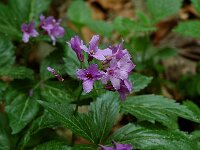 Cardamine pentaphyllos 4, Saxifraga-Willem van Kruijsbergen