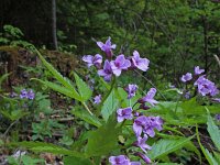 Cardamine pentaphyllos 5, Saxifraga-Jeroen Willemsen