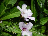 Cardamine pentaphyllos 6, Saxifraga-Rutger Barendse