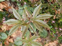 Cardamine pentaphyllos 7, Saxifraga-Rutger Barendse