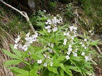 Cardamine pentaphyllos 8, Saxifraga-Rutger Barendse