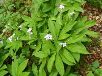 Cardamine pentaphyllos 9, Saxifraga-Rutger Barendse
