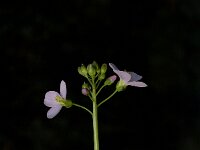 Cardamine pratensis, Cuckooflower