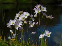 Cardamine pratensis 100, Pinksterbloem, Saxifraga-Ed Stikvoort
