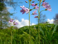 Cardamine pratensis 101, Pinksterbloem, Saxifraga-Ed Stikvoort