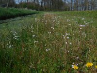Cardamine pratensis 104, Pinksterbloem, Saxifraga-Ed Stikvoort