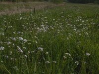 Cardamine pratensis 107, Pinksterbloem, Saxifraga-Jan van der Straaten