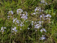 Cardamine pratensis 112, Pinksterbloem, Saxifraga-Jan van der Straaten