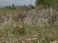 Cardamine pratensis 115, Pinksterbloem, Saxifraga-Willem van Kruijsbergen