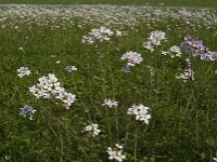 Cardamine pratensis 14, Pinksterbloem, Saxifraga-Jan van der Straaten