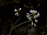 Cardamine pratensis 15, Pinksterbloem, Saxifraga-Jan van der Straaten