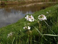 Cardamine pratensis 16, Pinksterbloem, Saxifraga-Jan van der Straaten