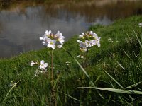 Cardamine pratensis 17, Pinksterbloem, Saxifraga-Jan van der Straaten