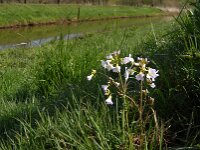 Cardamine pratensis 24, Pinksterbloem, Saxifraga-Jan van der Straaten