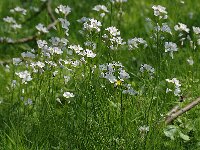Cardamine pratensis 25, Pinksterbloem, Saxifraga-Jan van der Straaten