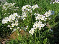 Cardamine pratensis 28, Pinksterbloem, Saxifraga-Jasenka Topic