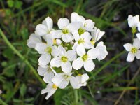 Cardamine pratensis 30, Pinksterbloem, Saxifraga-Jasenka Topic