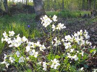 Cardamine pratensis 32, Pinksterbloem, Saxifraga-Jasenka Topic