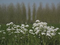 Cardamine pratensis 33, Pinksterbloem, Saxifraga-Rob Felix : Plantae, Plants, Project Natuurbalans, planten