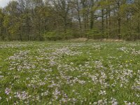 Cardamine pratensis 40, Pinksterbloem, Saxifraga-Jan van der Straaten