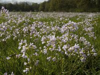 Cardamine pratensis 41, Pinksterbloem, Saxifraga-Jan van der Straaten