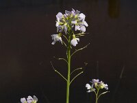 Cardamine pratensis 42, Pinksterbloem, Saxifraga-Jan van der Straaten