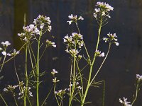 Cardamine pratensis 43, Pinksterbloem, Saxifraga-Jan van der Straaten