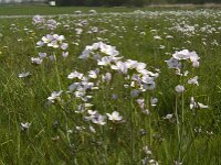 Cardamine pratensis 51, Pinksterbloem, Saxifraga-Willem van Kruijsbergen