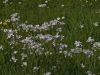 Cardamine pratensis 57, Pinksterbloem, Saxifraga-Jan van der Straaten