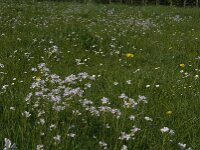 Cardamine pratensis 58, Pinksterbloem, Saxifraga-Jan van der Straaten