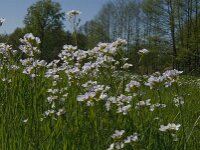 Cardamine pratensis 60, Pinksterbloem, Saxifraga-Jan van der Straaten