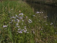 Cardamine pratensis 61, Pinksterbloem, Saxifraga-Marijke Verhagen