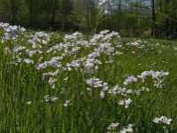 Cardamine pratensis 62, Pinksterbloem, Saxifraga-Jan van der Straaten