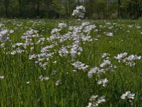Cardamine pratensis 63, Pinksterbloem, Saxifraga-Jan van der Straaten
