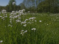 Cardamine pratensis 64, Pinksterbloem, Saxifraga-Jan van der Straaten