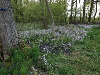 Cardamine pratensis 83, Pinksterbloem, Saxifraga-Hans Boll