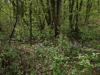 Cardamine pratensis 91, Pinksterbloem, Saxifraga-Hans Boll